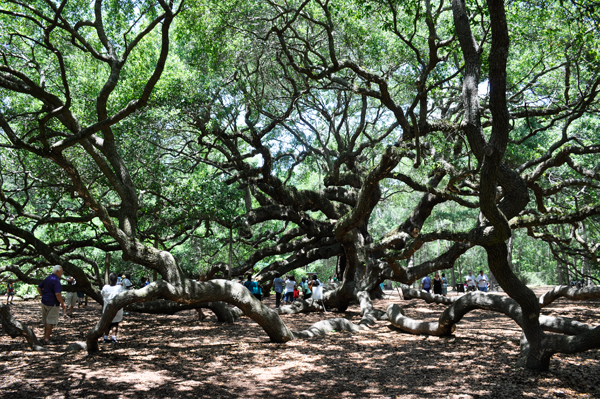 the Angel Oak tree